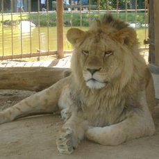 Lev Africký