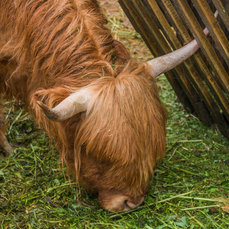 Škótsky-horský dobytok